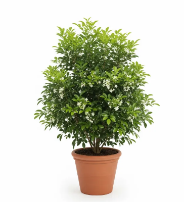 Picture of কামিনী ফুলের চারা - সুগন্ধী এবং আকর্ষণীয় Kamini Flower Plant