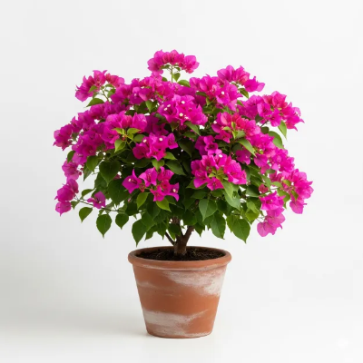 Picture of বাগানবিলাস গোলাপী ফুল গাছ - Bougainvillea Pink Flower Plant - আকর্ষণীয় গোলাপী রঙ!