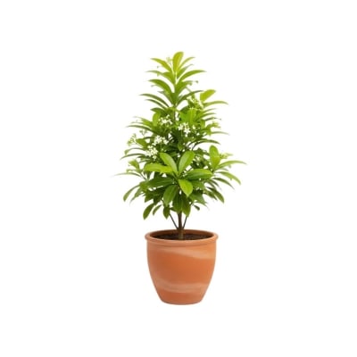 Picture of বকুল ফুলের চারা - Bakul Flower Plant | Sweet Scented Garden Delight