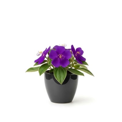 Picture of Tipo China Flower ফুলের চারা - আপনার বাগানের জন্য সেরা পছন্দ | Tipo China Flower Plant