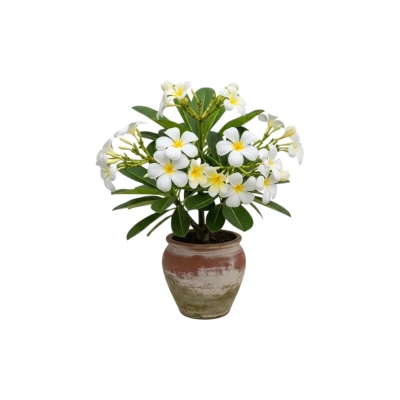 Picture of সাদা কাঠগোলাপ ফুলের চারা - White কাঠগোলাপ Plant - অনলাইনে কিনুন