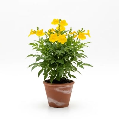 Picture of গৌরীচুরি ফুলের চারা - অনলাইনে কিনুন | Gouri Chouri Flower Plant - Buy Online