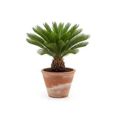 Picture of সাইকাস ফুলের চারা - Cycas Flower Plant | এখনই কিনুন!