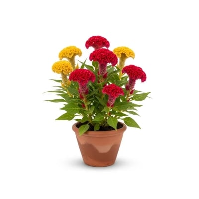 Picture of মোরগফুল ফুলের চারা - আকর্ষণীয় রঙের সমাহার | Celosia Flower Plant