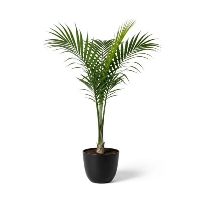 Picture of Royal Palm Plant ফুলের চারা - রয়্যাল পাম গাছ অনলাইনে কিনুন বাংলাদেশে | Royal Palm Tree Sapling