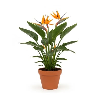Picture of বার্ড অফ প্যারাডাইস ফুলের চারা - Bird of Paradise Flower Plant ( স্ট্রেলিটজিয়া রেজিনা )
