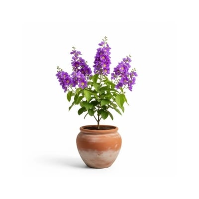 Picture of জারুল ফুলের চারা - Jarul Flower Plant - আকর্ষণীয় শোভাময় বৃক্ষ