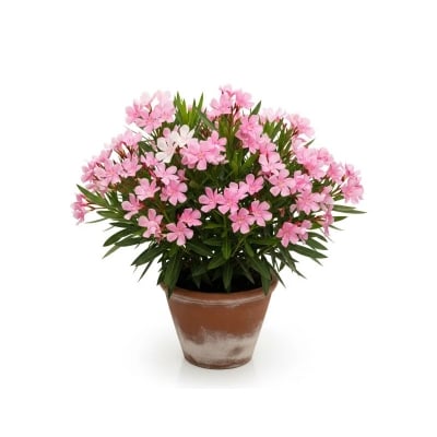 Picture of করবী ফুলের চারা - Karabi Flower Plant - আপনার বাগানের জন্য