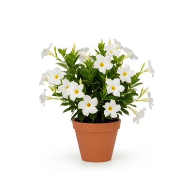Picture of মানডেভিলা ফুলের চারা - Mandevilla Flower Plant | আকর্ষণীয় রঙের সমাহার