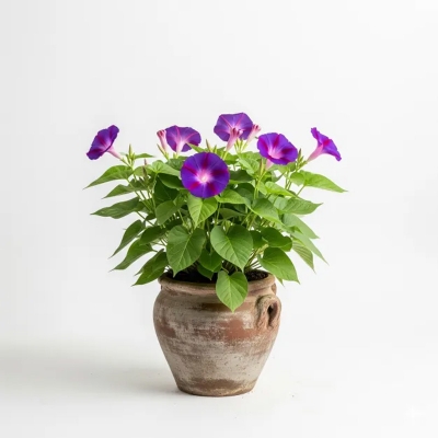 Picture of মর্নিং গ্লোরি ফুলের চারা - Morning Glory Flower Plant | Buy Online in Bangladesh