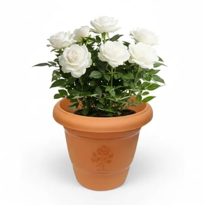 Picture of সাদা ইরানি গোলাপ চারা - White Irani Rose Plant