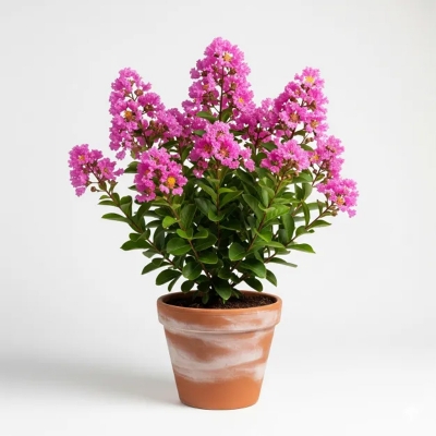Picture of গোলাপী ফুরুশ ফুলের চারা - Golapi Purush Flower Plant - Pink Frangipani Plant
