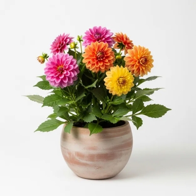 Picture of ডালিয়া ফুলের চারা - Dahlia Flower Plant | Online নার্সারি বাংলাদেশ