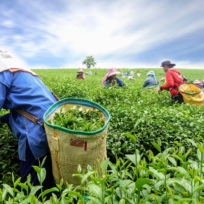 Picture of Sylhet Golden Tea Premium Gold Black Tea - Black