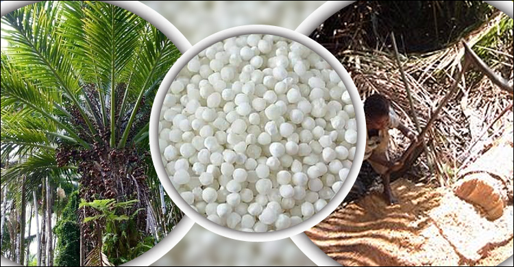 Picture of Sabu Dana Sabudana 500 gm