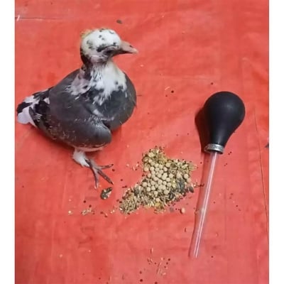 Picture of Pigeon pumper baby Feeder Small Tube 1pc