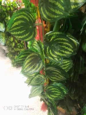 Picture of Hanging Leaf Garland Plant Creeper Leaf Wedding Garden Home Bathroom Silk and many more place Green Vine Decor 1 pcs