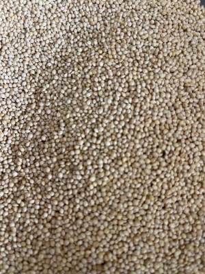 Picture of White millet for Birds 500 gm