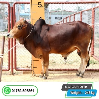 Picture of Cow / ষাঁড় - Red & Black Mix (268 Kg Approx.)
