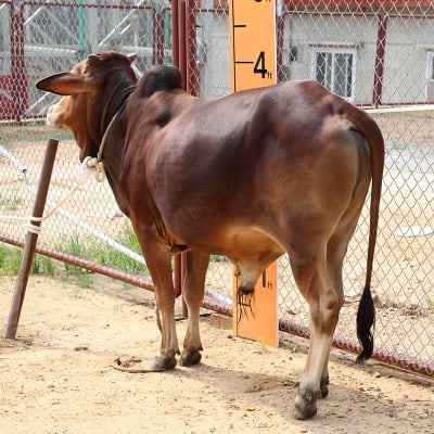 Picture of Cow / ষাঁড় - Red & Black Mix (268 Kg Approx.)
