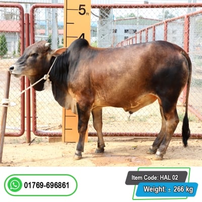 Picture of Cow / ষাঁড় - Red & Black Mix (300 Kg Approx.)