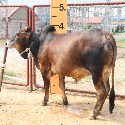 Picture of Cow / ষাঁড় - Red & Black Mix (300 Kg Approx.)