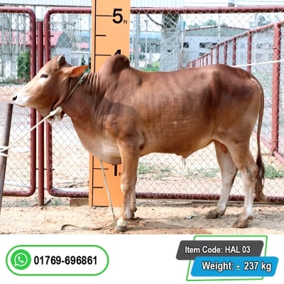 Picture of Cow / ষাঁড় - Red (261 Kg Approx.)