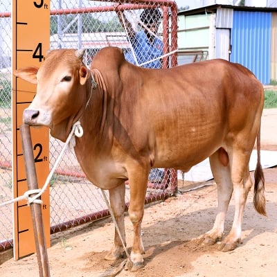 Picture of Cow / ষাঁড় - Red (261 Kg Approx.)