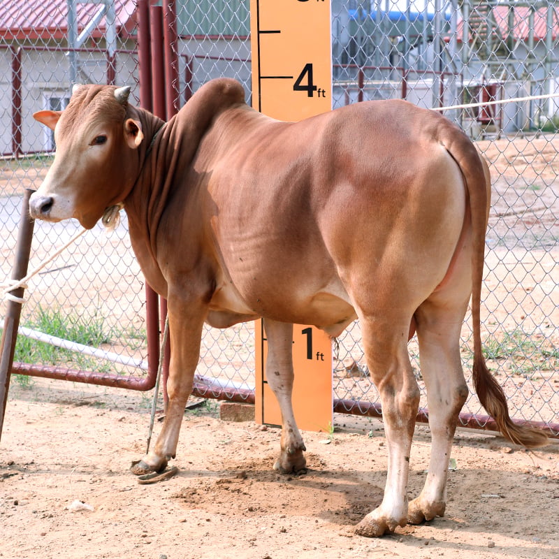 Picture of Cow / ষাঁড় - Red (261 Kg Approx.)