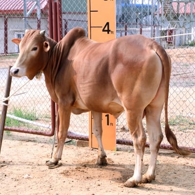 Picture of Cow / ষাঁড় - Red (261 Kg Approx.)