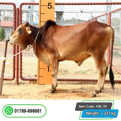 Picture of Cow / ষাঁড় - Red (241 Kg Approx.)
