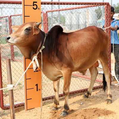 Picture of Cow / ষাঁড় - Red (241 Kg Approx.)