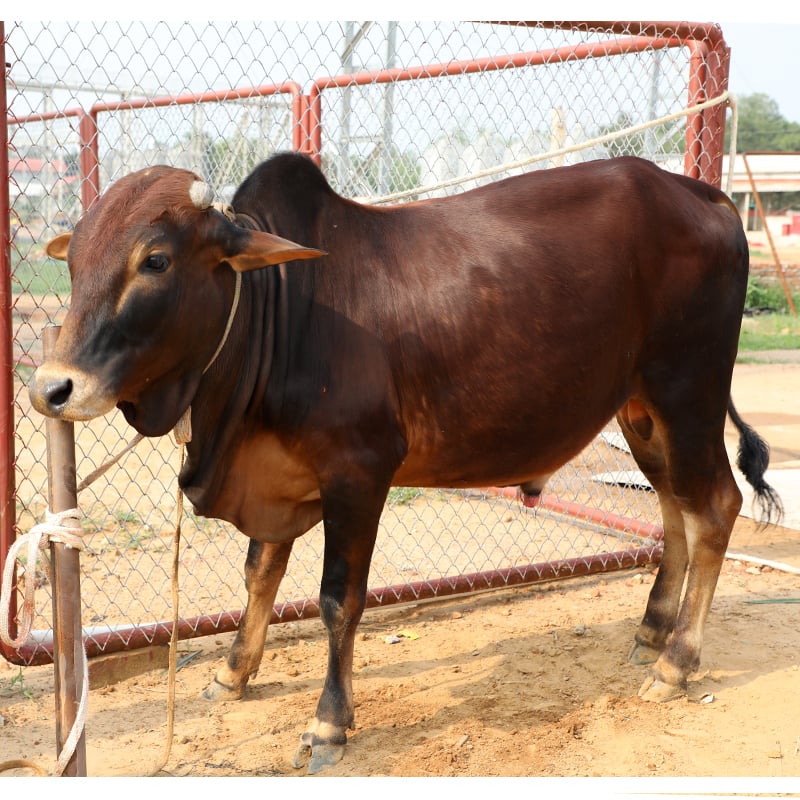 Picture of Cow / ষাঁড় - Dark Red & Black mix (255 Kg Approx.)