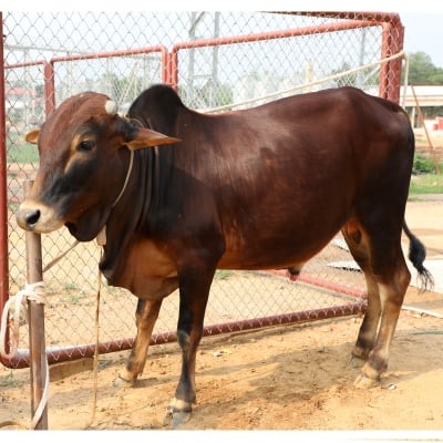 Picture of Cow / ষাঁড় - Dark Red & Black mix (255 Kg Approx.)