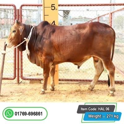 Picture of Cow / ষাঁড় - Red (307 Kg Approx.)