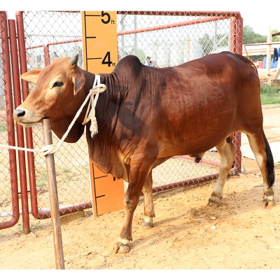 Picture of Cow / ষাঁড় - Red (307 Kg Approx.)