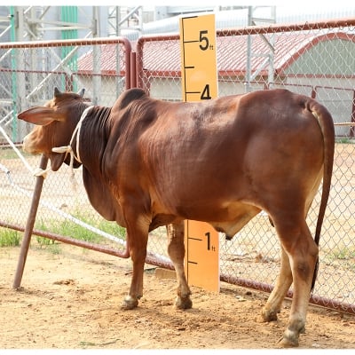 Picture of Cow / ষাঁড় - Red (307 Kg Approx.)