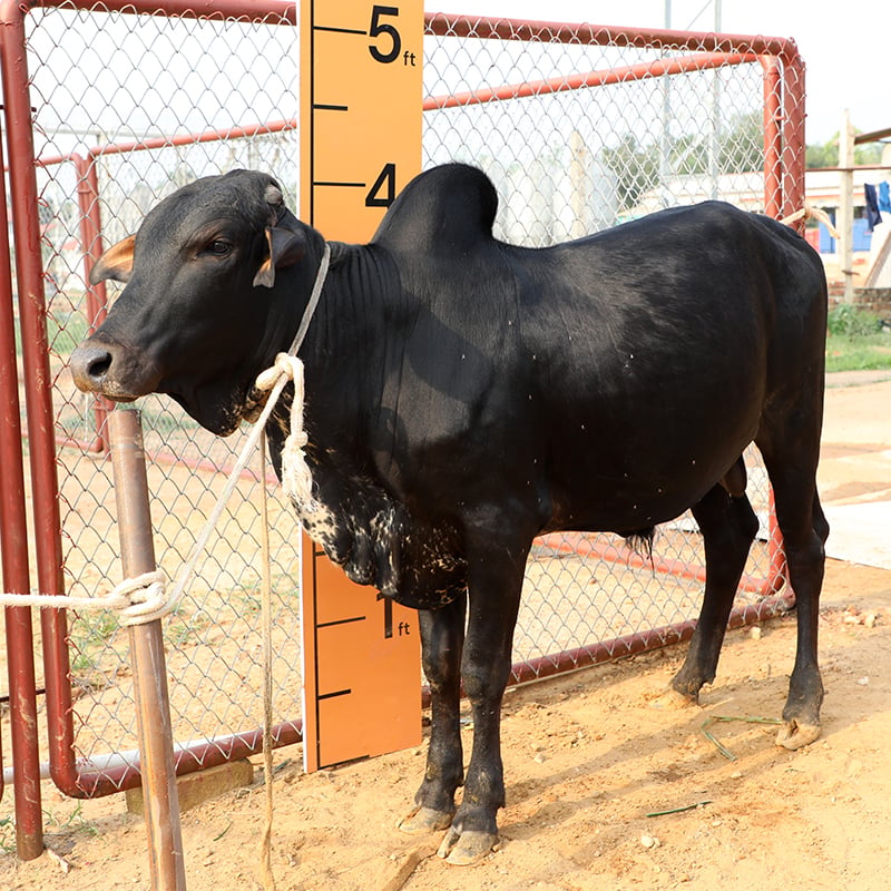 Picture of Cow / ষাঁড় - Black (231 Kg Approx.)