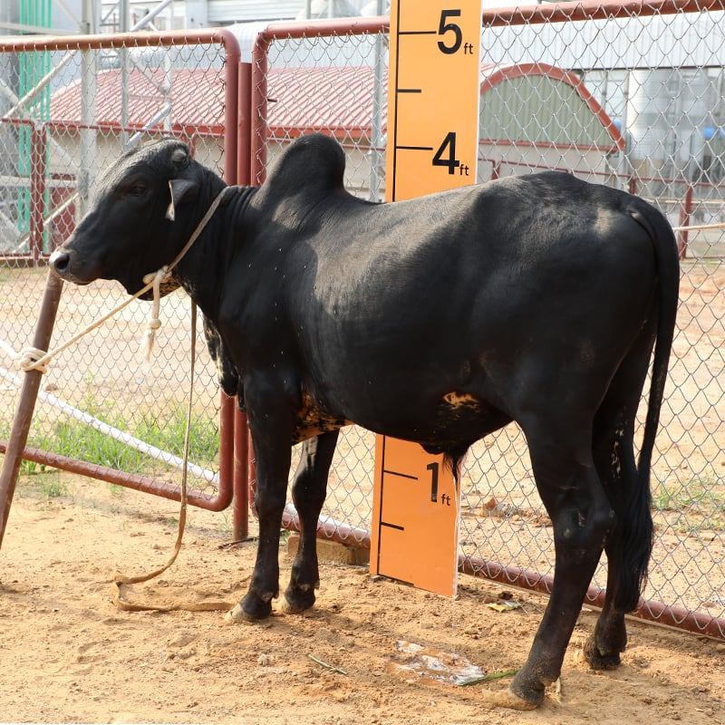 Picture of Cow / ষাঁড় - Black (231 Kg Approx.)
