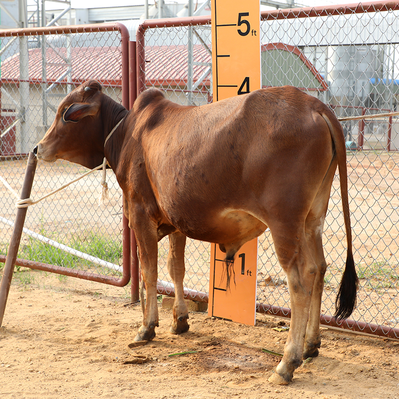 Picture of Cow / ষাঁড় - Dark Red (245 Kg Approx.)
