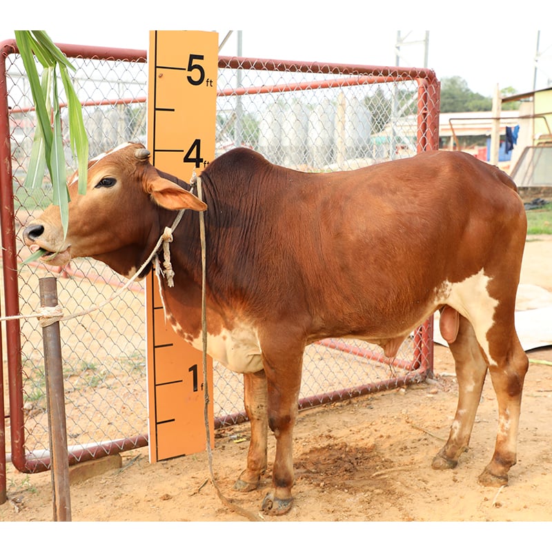 Picture of Cow / ষাঁড় - Red & White Mix (255 Kg Approx.)