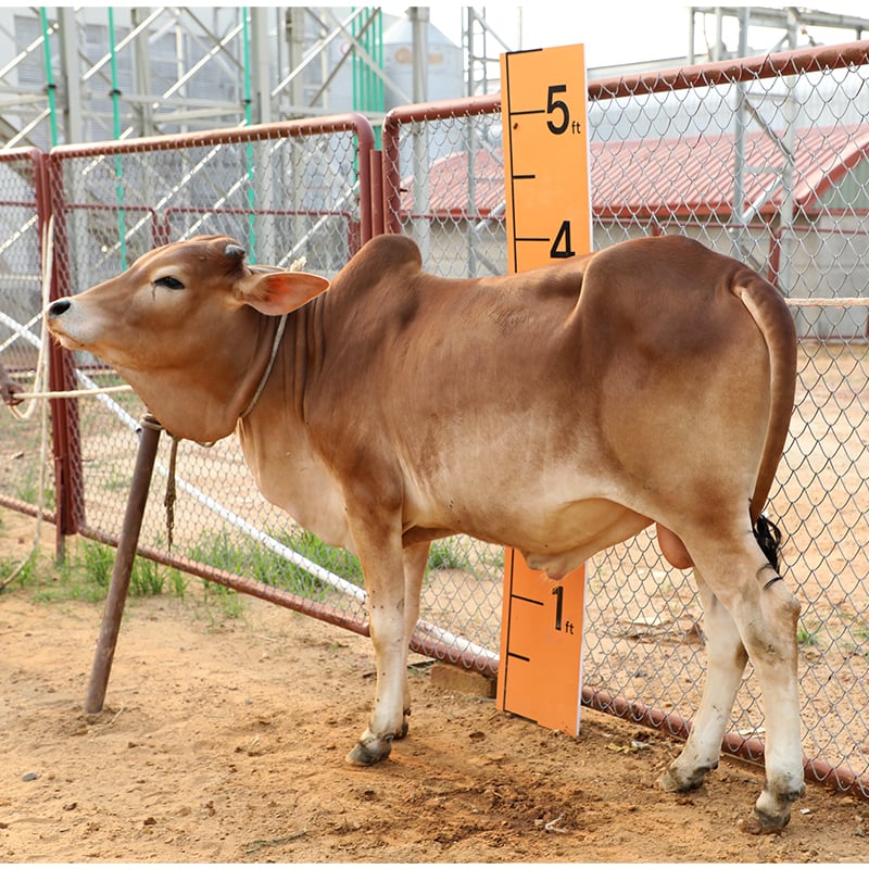 Picture of Cow / ষাঁড় - Red (255 Kg Approx.)