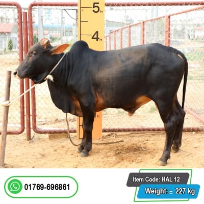Picture of Cow / ষাঁড় - Black (245 Kg Approx.)