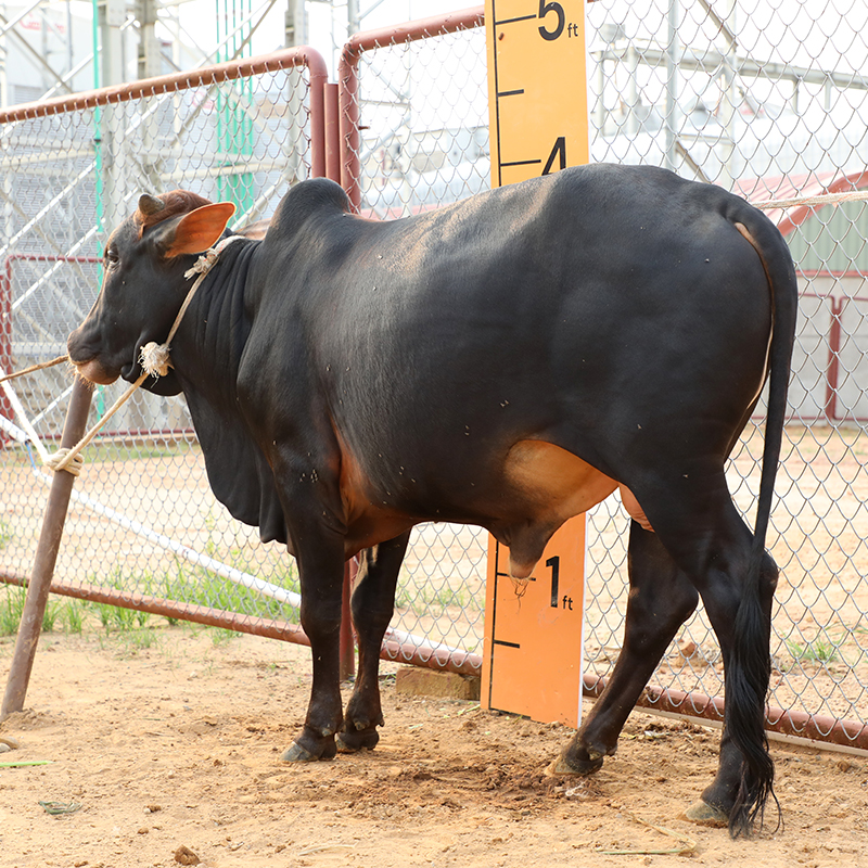 Picture of Cow / ষাঁড় - Black (245 Kg Approx.)
