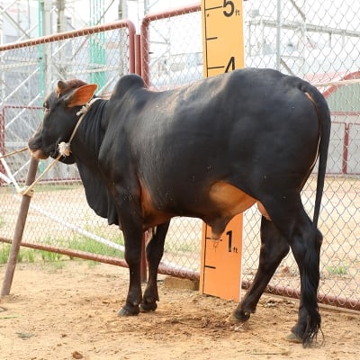 Picture of Cow / ষাঁড় - Black (245 Kg Approx.)