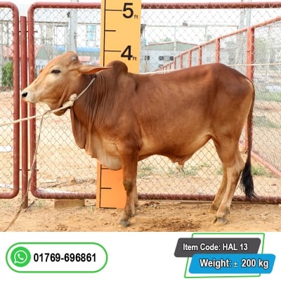 Picture of Cow / ষাঁড় - Red (215 Kg Approx.)