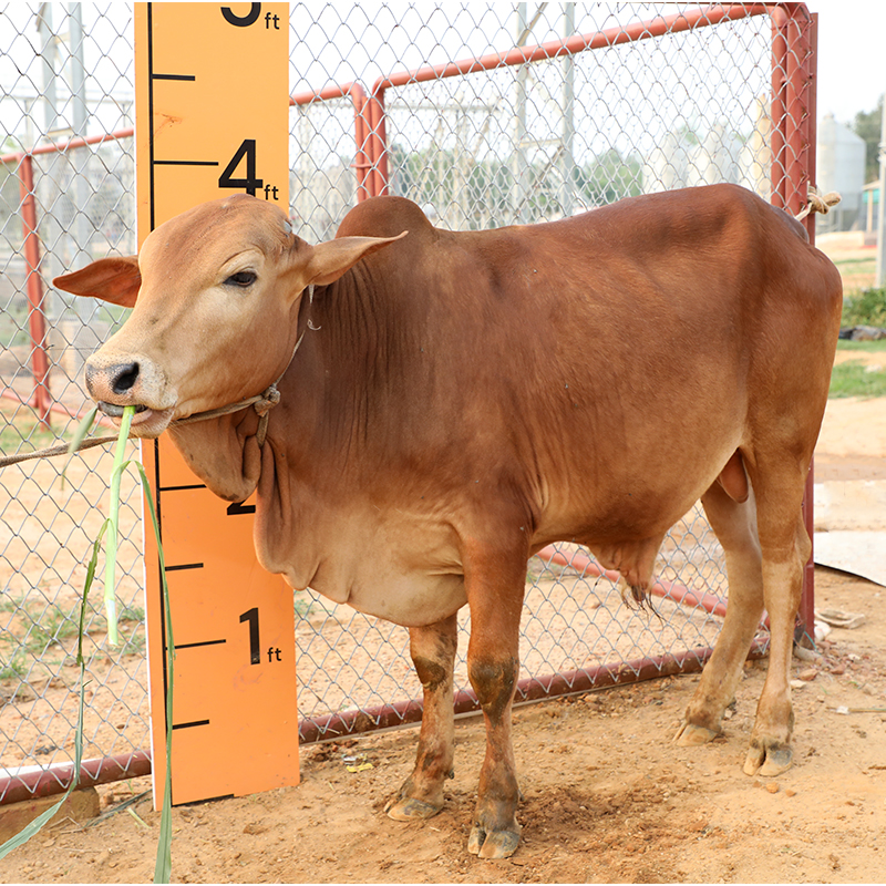 Picture of Cow / ষাঁড় - Red (215 Kg Approx.)