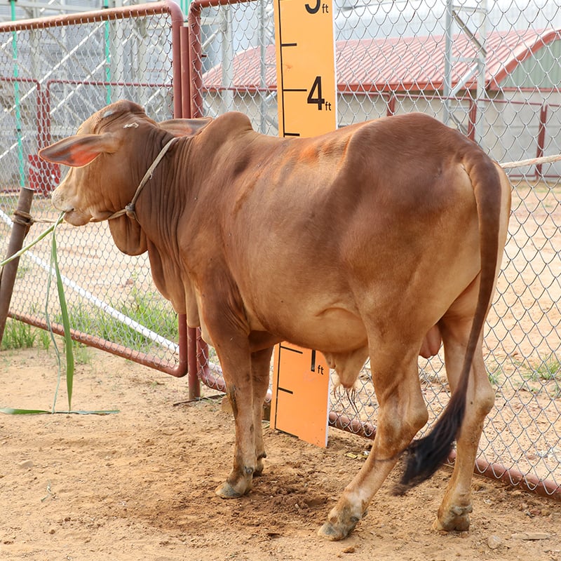 Picture of Cow / ষাঁড় - Red (215 Kg Approx.)