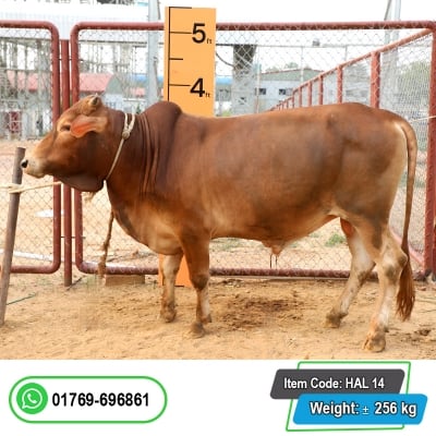 Picture of Cow / ষাঁড় - Red (280 Kg Approx.)