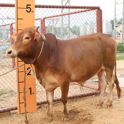 Picture of Cow / ষাঁড় - Red (280 Kg Approx.)